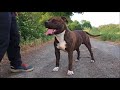 Evolution Amstaff Hijo 12month