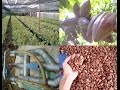 Cocoa plantation in India - YouTube