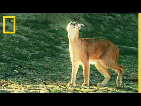 Vidéo: Comment Un Chat A Exterminé Toute Une Espèce D'oiseaux - Vue Alternative