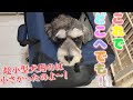 クレート開封&レビュー！大き目の小型犬に最適なソフトクレート少ないですよね！これは良いかも！？