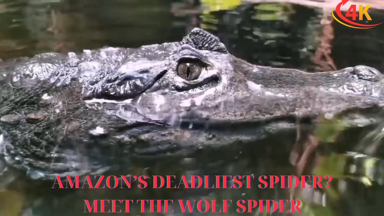 Black Caiman vs Crocodile – Who Wins?