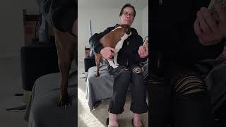 Grandpa and The Kids #bostonterrier #viral #shorts