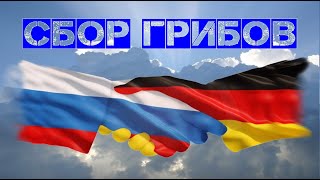 Сбор грибов / Россия - Германия / Омск - Hechingen /