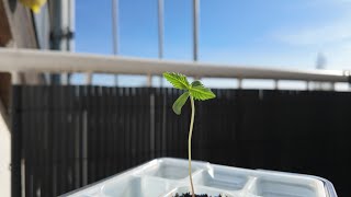 Wie ich Cannabis Anbaue - Automatic Samen Keimen, Anzucht, Erde, was tun bei Spargeln? | Growguide