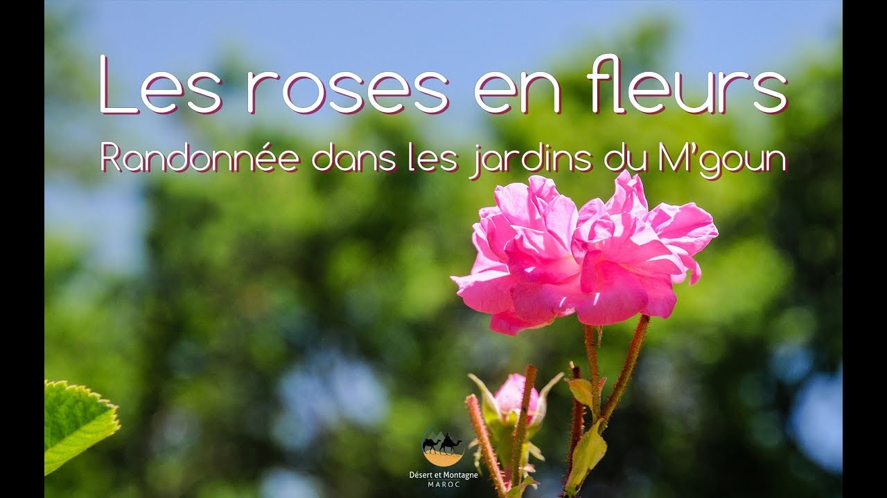 Les Activites Hotel Kasbah Dar Daif