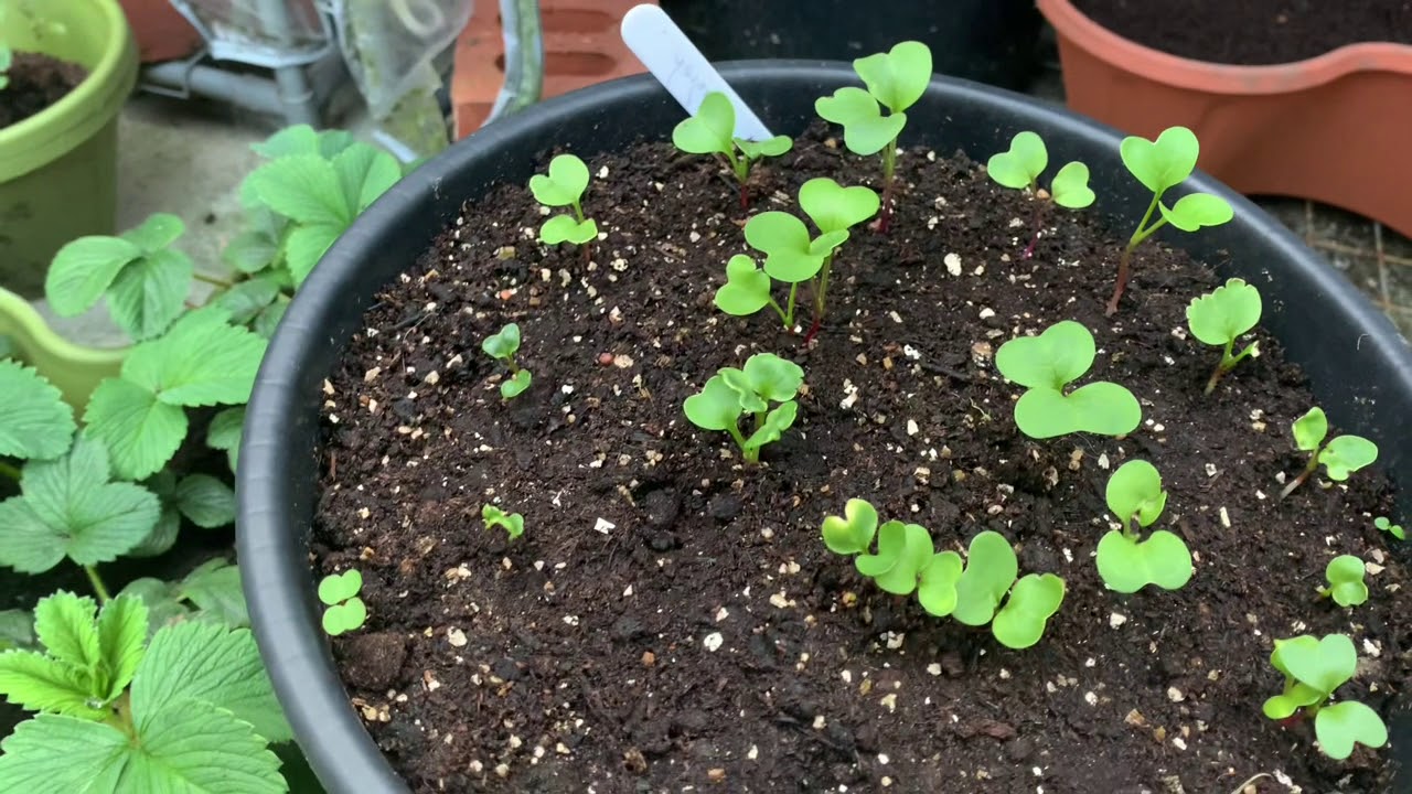 Lockdown Gardening Diary 17th April 2020 Planting at home, vertical