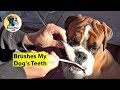 How To Brush Your Dogs Teeth
