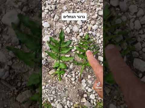 וִידֵאוֹ: גידול גרגיר הנחלים - איך לגדל גרגיר הנחלים בגינה