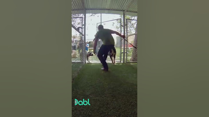 Cesar Breaks Up A German Shepherd And Pit Bull Dog Fight #shorts