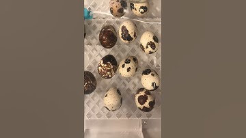 Hatching quail time lapse from pip to chick.