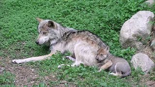 Wolf Pup Plays with Loving Packmate