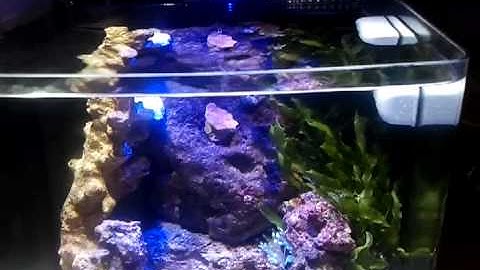 Rimless Biocube 8