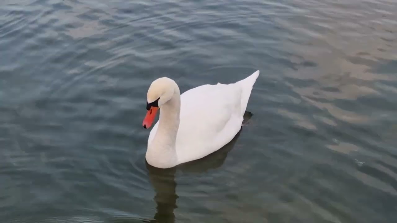 ❄️Dansul lebedelor pe lac la Pădurea Ceala/Arad 