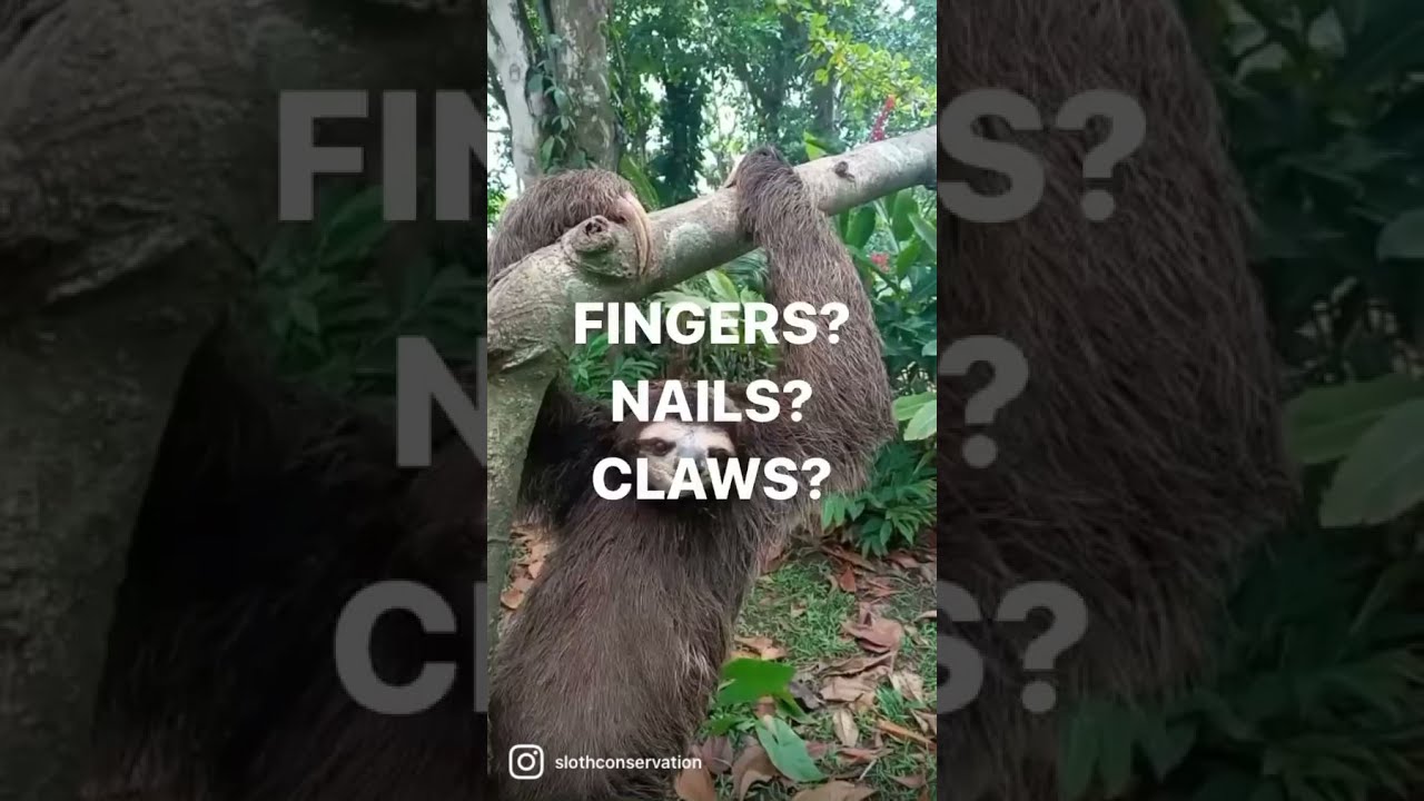 🦥Sloth Claws!