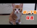 【保護猫】 1  迷い猫🐱  家に迷いこんできた、めっちゃ可愛いい子猫を保護しました   癒し🐾