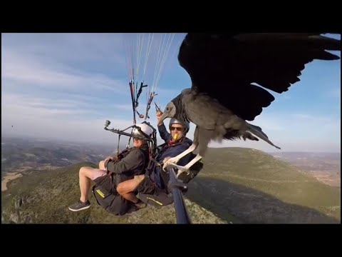 Video: L'avvoltoio reale è il re tra gli avvoltoi
