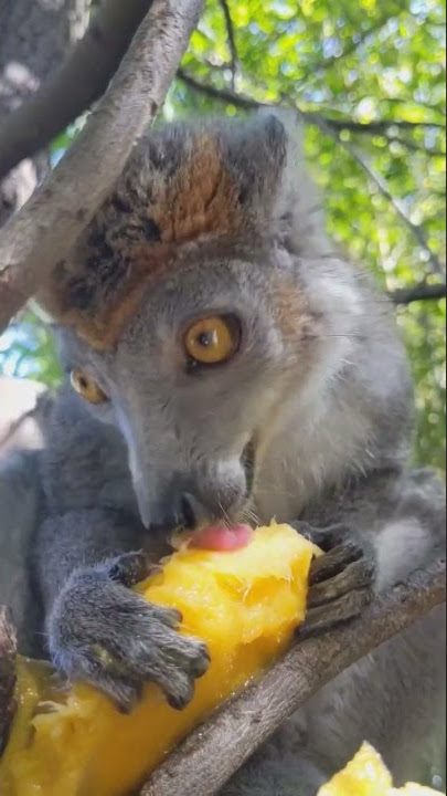 Volana, female crowned lemur, eats a mango.
