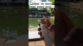 Makin panas makin gacor !!! ASLI MACOOK BUAT HARIAN BAWAL #mancingbawal #fishing #bawal