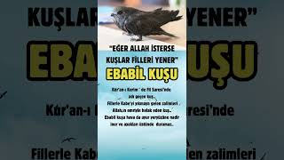 Ebabi̇l Kuşu