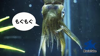 釣魚飼育#7  僕アオリイカ、エビが大好物です