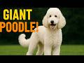 What Makes Giant Poodles the Best Family Dogs?