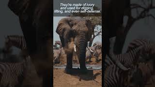 Tusk Tales   Elephant Ivory Mysteries