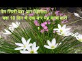 रेन लिली बार-बार खिलेगा बस 10 दिन में एक बार यह काम करो/ Rain lily Care & Fertilizer