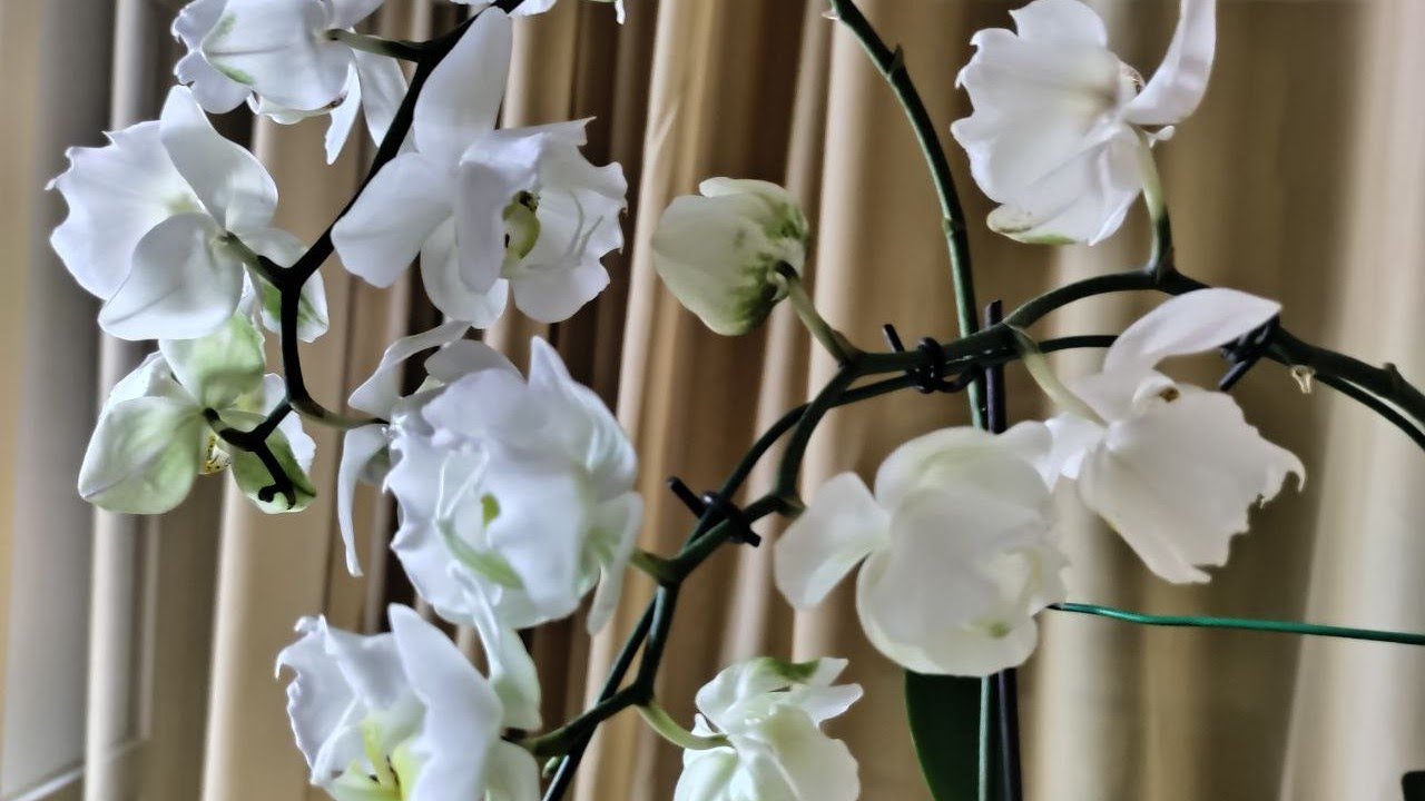 Потужні корені, яскраво-зелене листя у фаленопсисів - власний досвід для найкращого результату👍💪🍃