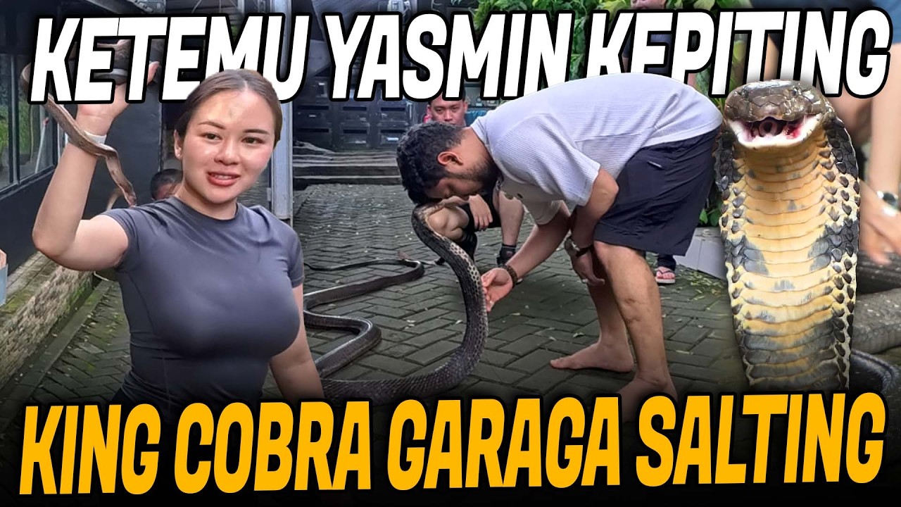 PERTEMUAN GARAGA KING COBRA KETEMU YASMIN RATU KEPITING