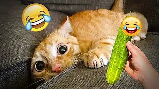 New Funny Animals 😻🐕 Best Funny Dogs and Cats Videos Of The Week by DT Pets 18,307 views 1 month ago 33 minutes