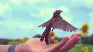 Incredible Bird Taking Off at 20,000 fps