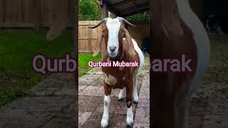 Mashallah Khubsurat Bakra 🐐 | Bakra Eid Mubarak 2026 | Qurbani Special