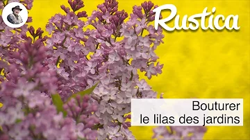 Quand planter une branche de lilas ?