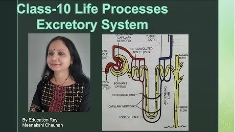 Class 10 Science Ch-6 Life processes | Excretory system | Structure of Nephrons ,Formation of urine|