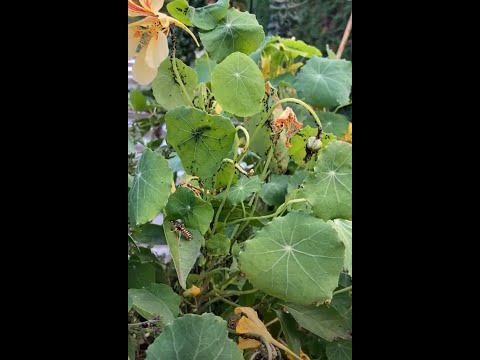 Video: Nasturtium Insect Management: Yuav Ua Li Cas Tswj Kab Tsuag Nrog Nasturtiums