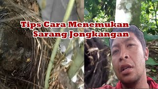 Tips Cara Terbaik Menemukan Sarang Burung Jongkangan