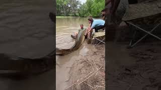 "What did these fishermen just pull up?! 😱 Giant
