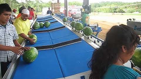 Sweet Dixie Melon Sorter Conveyor   Video 3