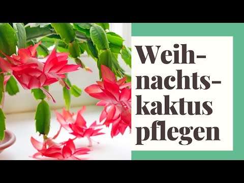 Video: Pflege einer Weihnachtskaktus-Zimmerpflanze