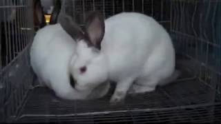 How to Breed Rabbits In a Cage System | Successful Rabbit Breeding