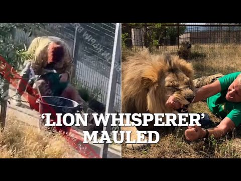 Lion Whisperer Fights for Life After Brutal Attack by His Own Big Cat