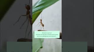 Status Isözler Ilık