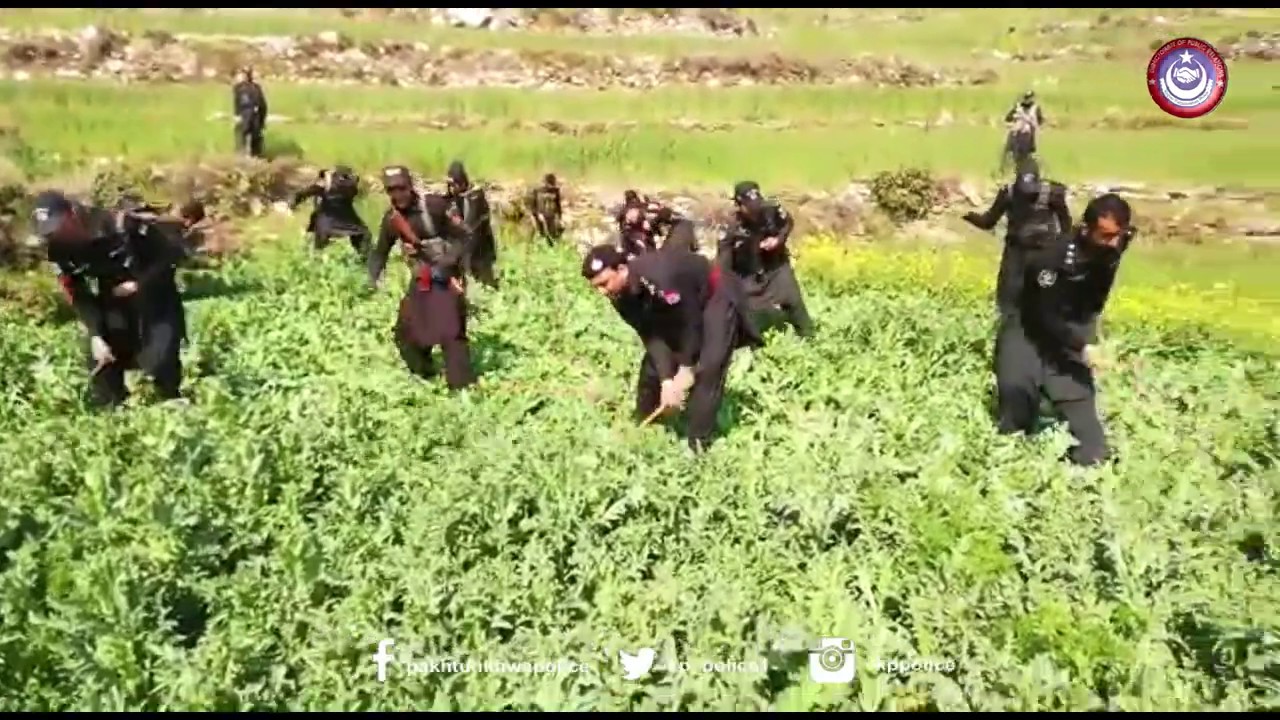 Mohmand Police started campaign against narcotics, destroyed poppy crops in Prang Ghar