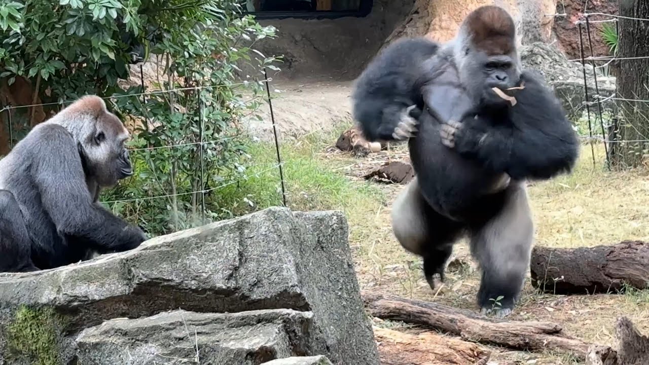 gorlla モモコにドラミングするハオコ【2024年10月25日】【上野動物園】ゴリラ💗 Haoko drumming on Momoko ...