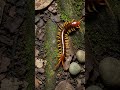 Haitian Giant Centipede #wildlife #insects #nature #millipede #bug #centipede #reptiles #biology