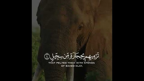 القارئ فارس عباد سورة((الفيل))