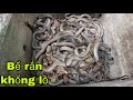 Kinh Hoàng Phát Hiện Ổ Rắn Hổ Mang Khổng Lồ Ngủ Đông Trong Bể Hoang | Khôi Tv
