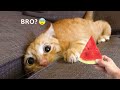 Funniest Animals - Best Of The 2021 Funny Animal Videos #93