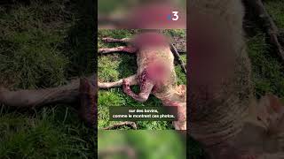Un loup abattu dans le Charolais (Saône-et-Loire)