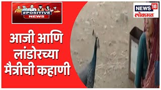 Maval | आजीचा लांडोराला लागला लळा, आजीला संकटापासून लांडोर करतो सतर्क | #PositiveNews Resimi